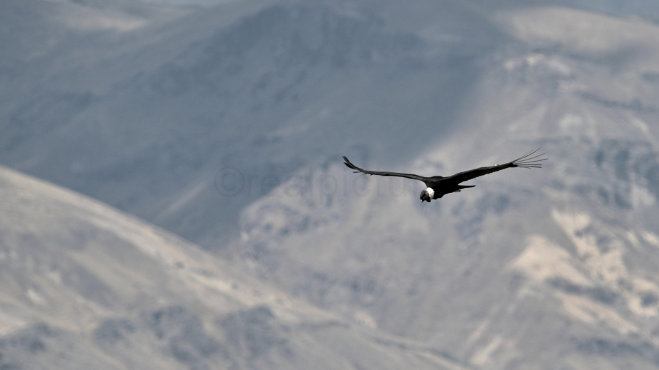 Condor