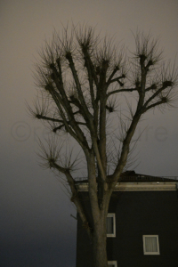 Geisterhafter Baum